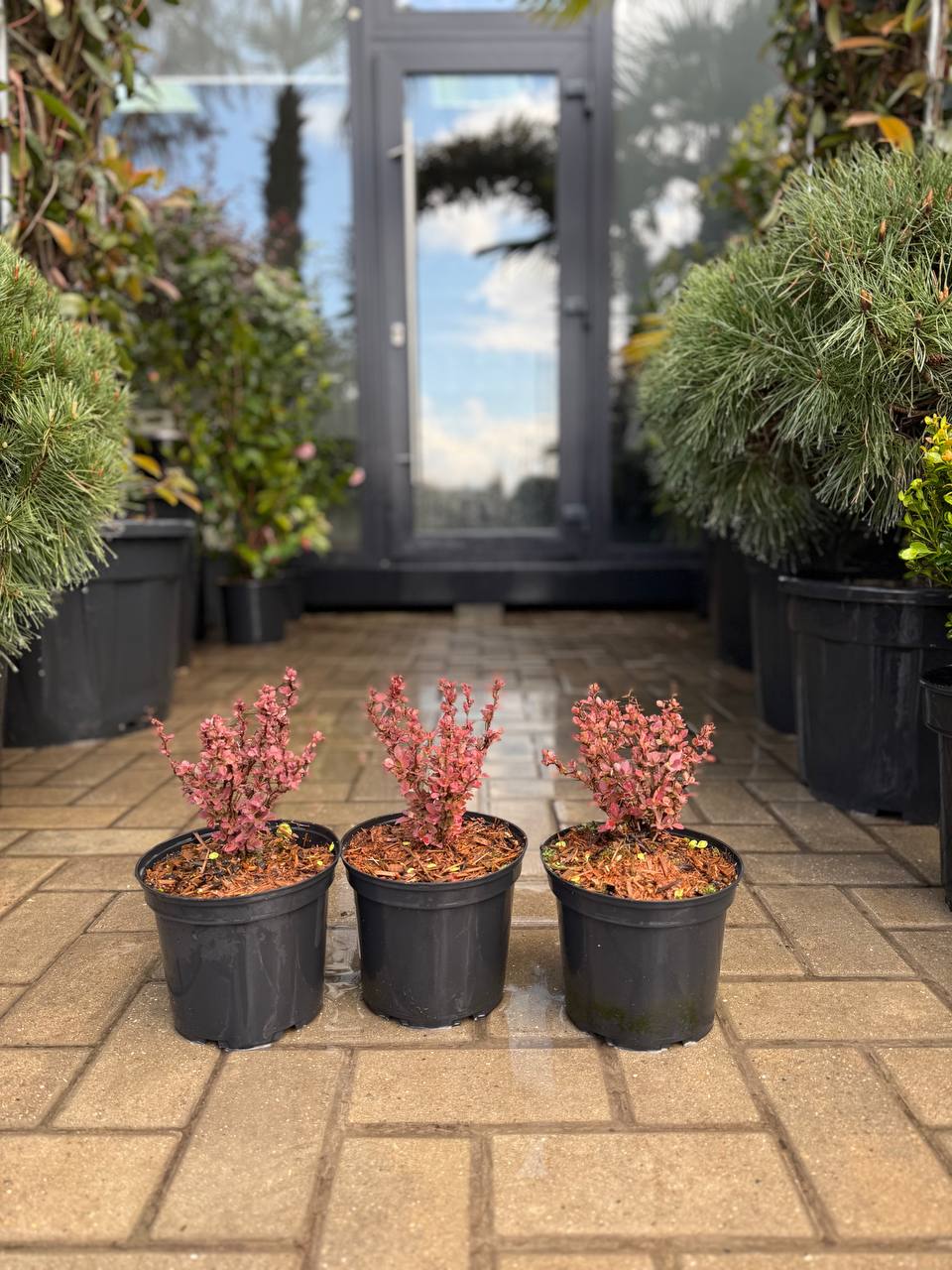 Barbaris Deep Purple