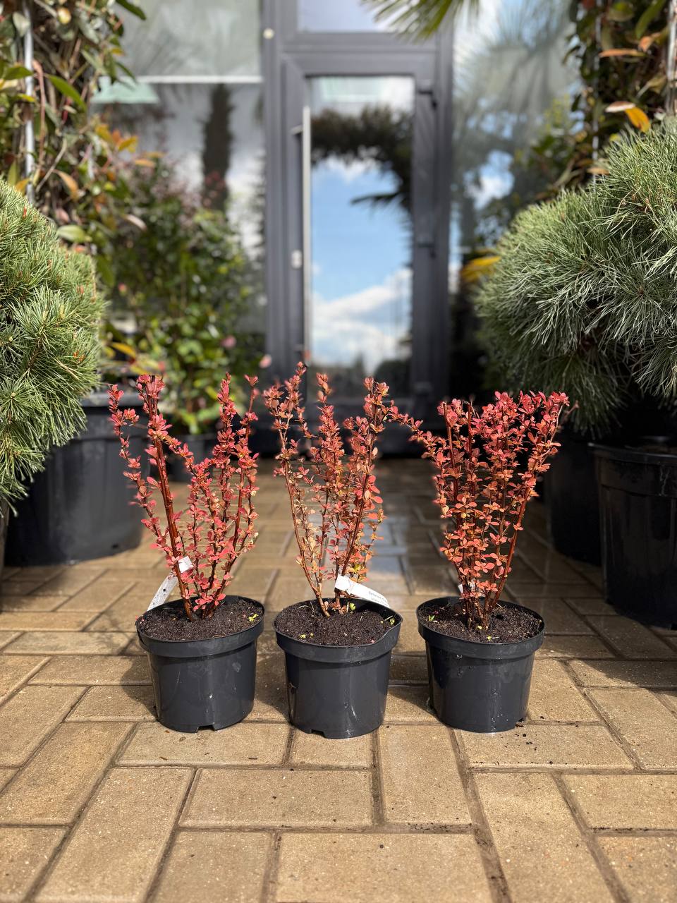 Barbaris Orange Tower