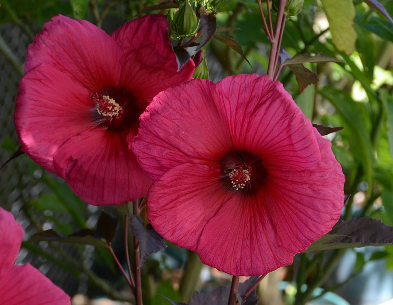 Hibiscus Planet Griotte Tangri