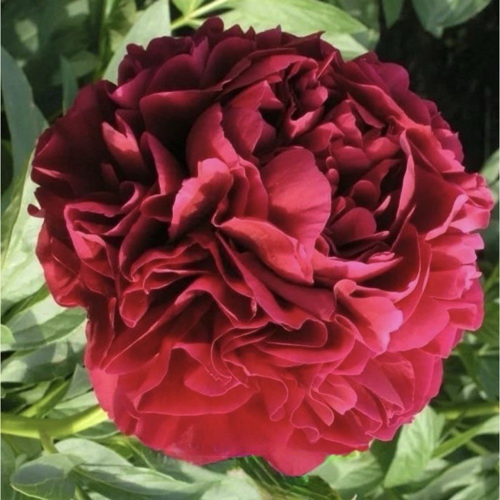 Bujor Red Supreme