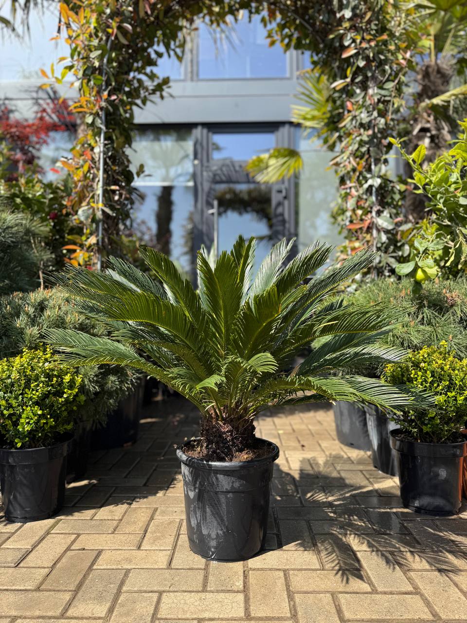 Palmier Cycas