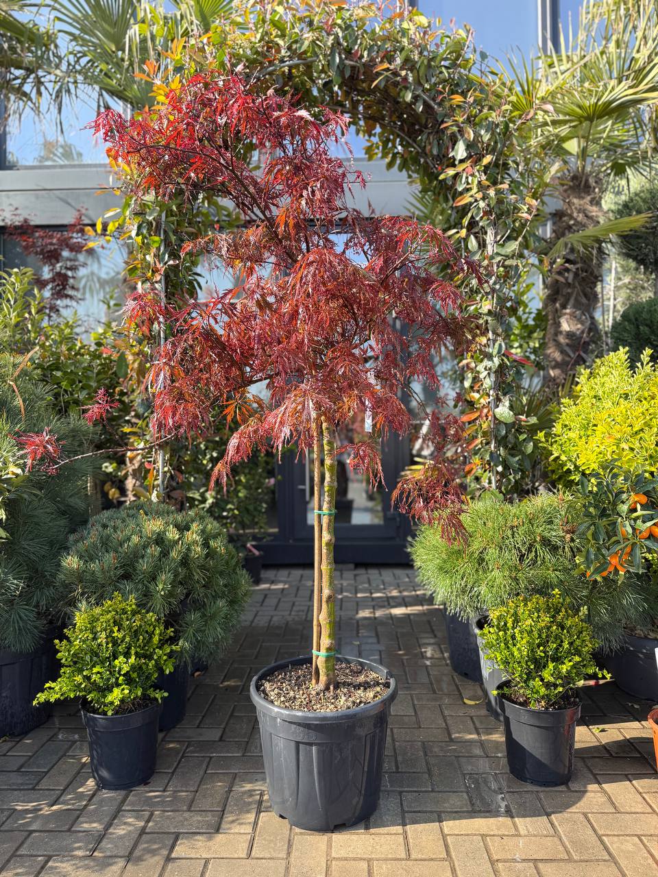 Arțar japonez Inaba-Shidare