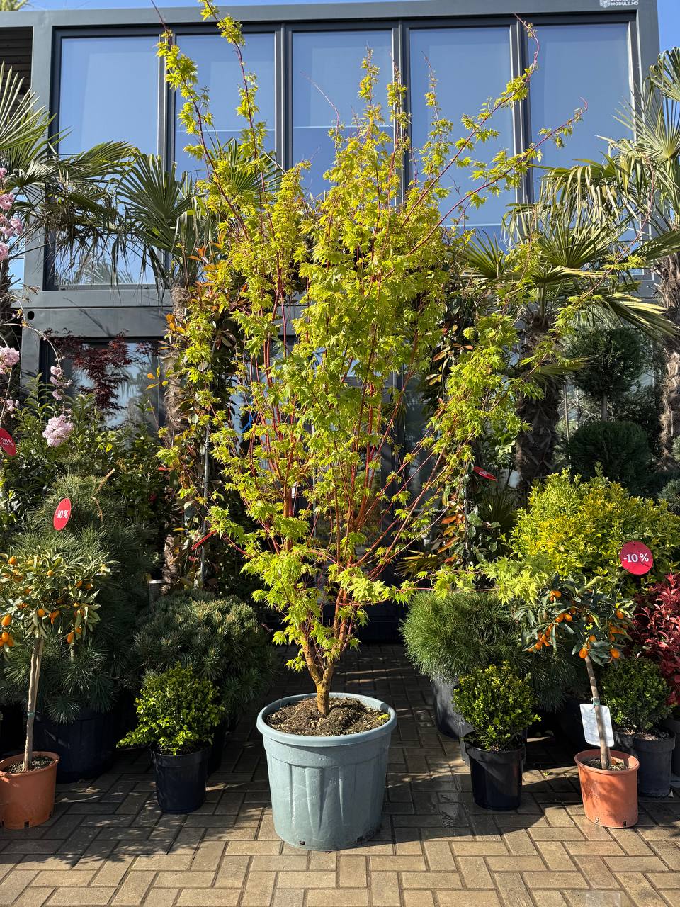 Arțar japonez Sangokaku