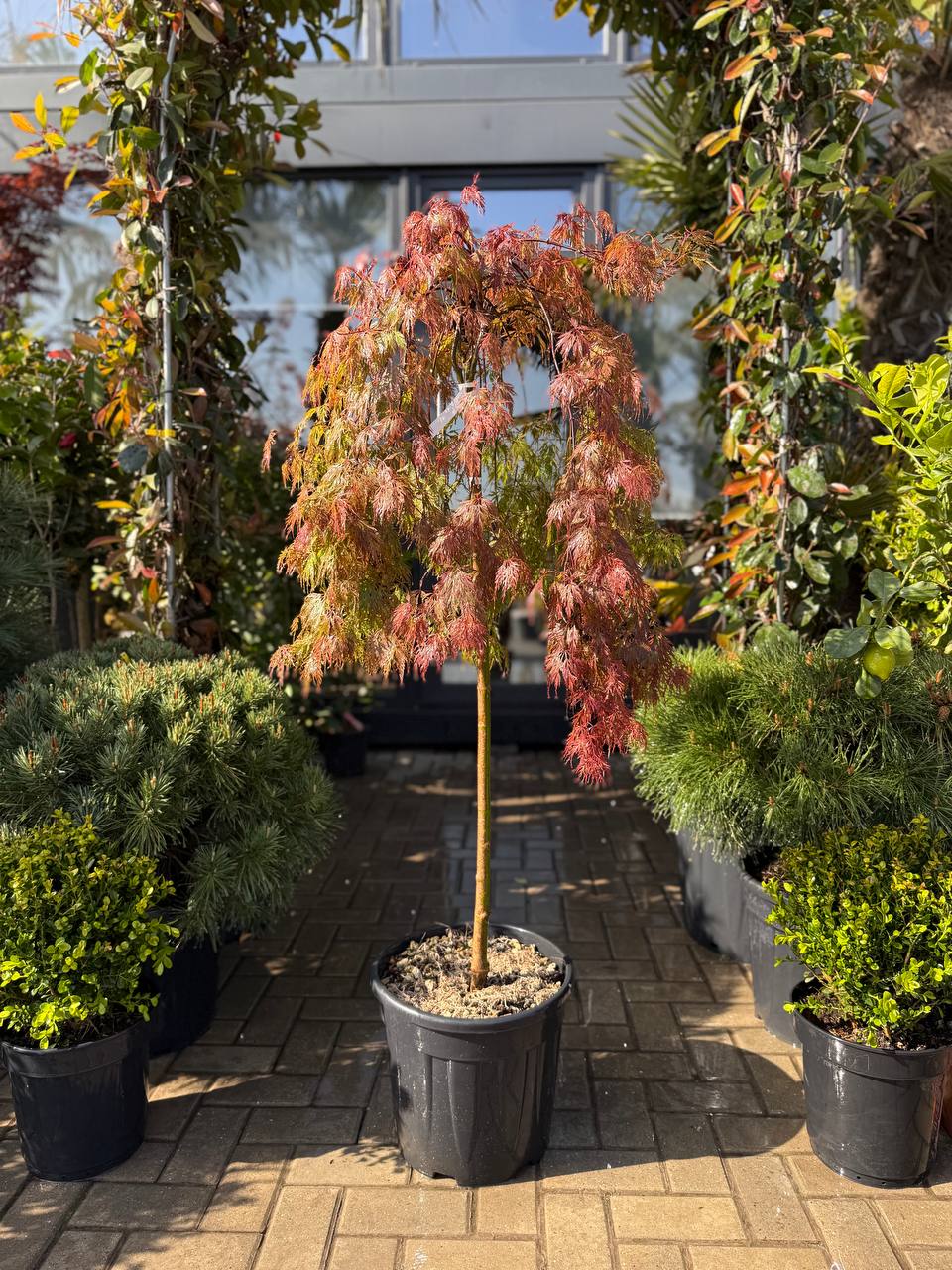 Arțar japonez Orangeola pe picior