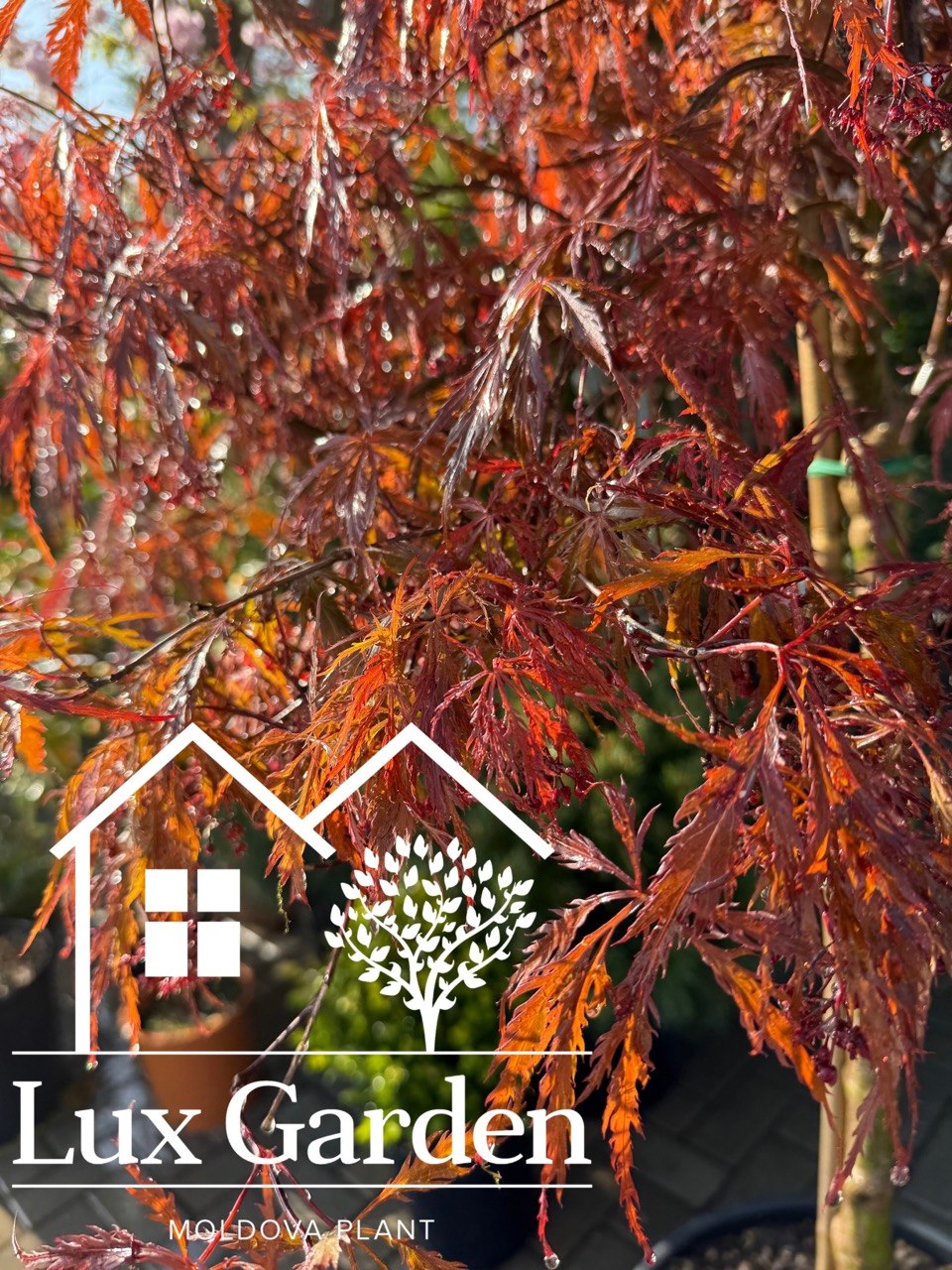 Arțar japonez Inaba-Shidare - imagine 3