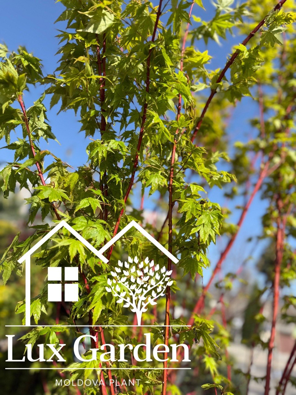 Arțar japonez Sangokaku - imagine 3