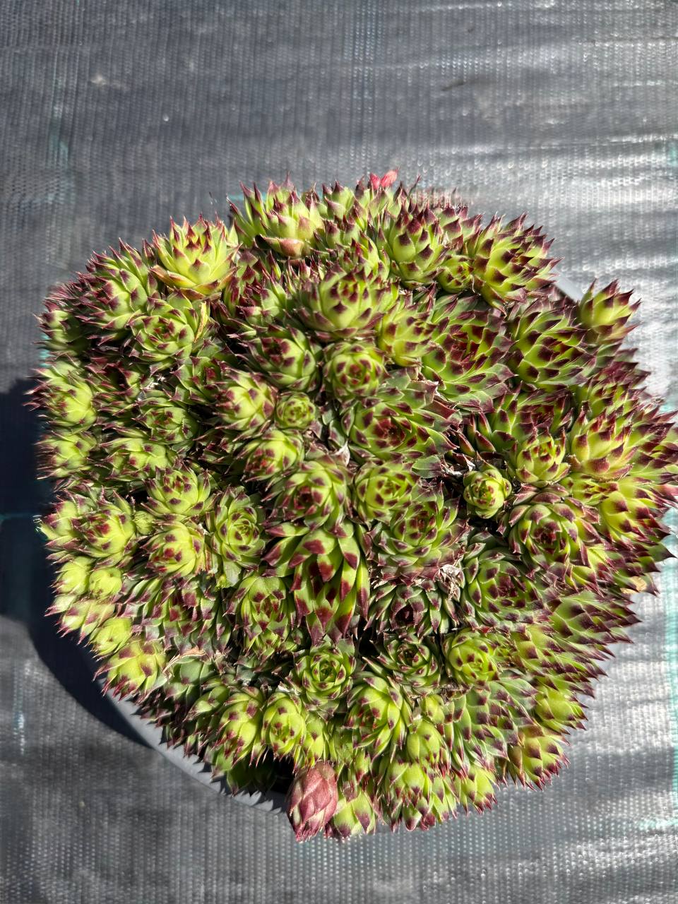 Trandafir de piatră Calcareum