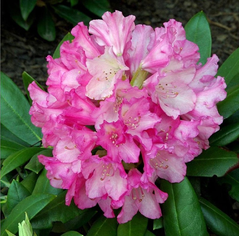 Rododendron Kalinka