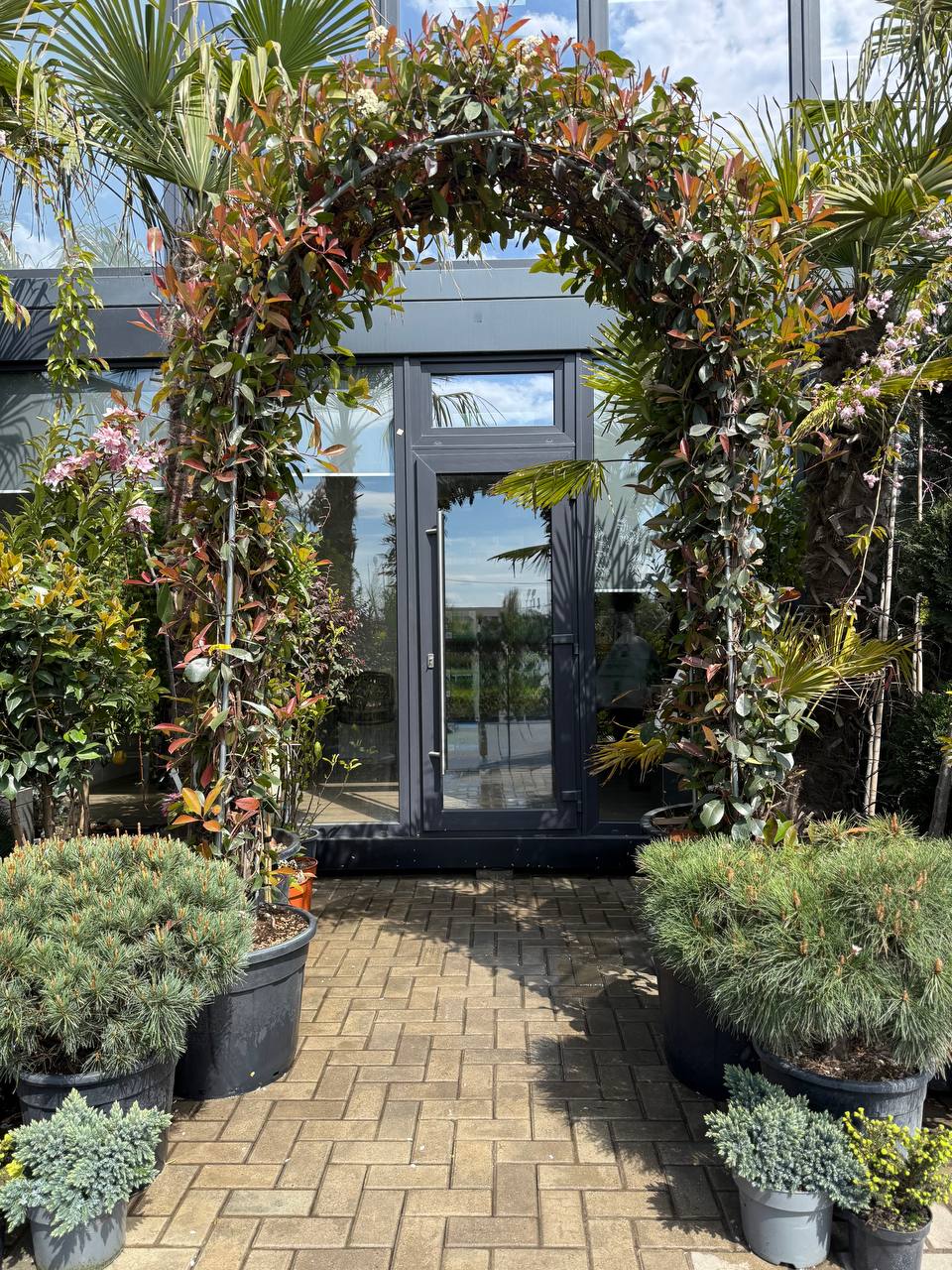 Photinia Fraseri Red Robin Arca