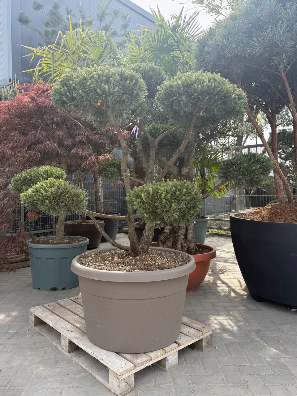 Pin Mugo Gnom Bonsai