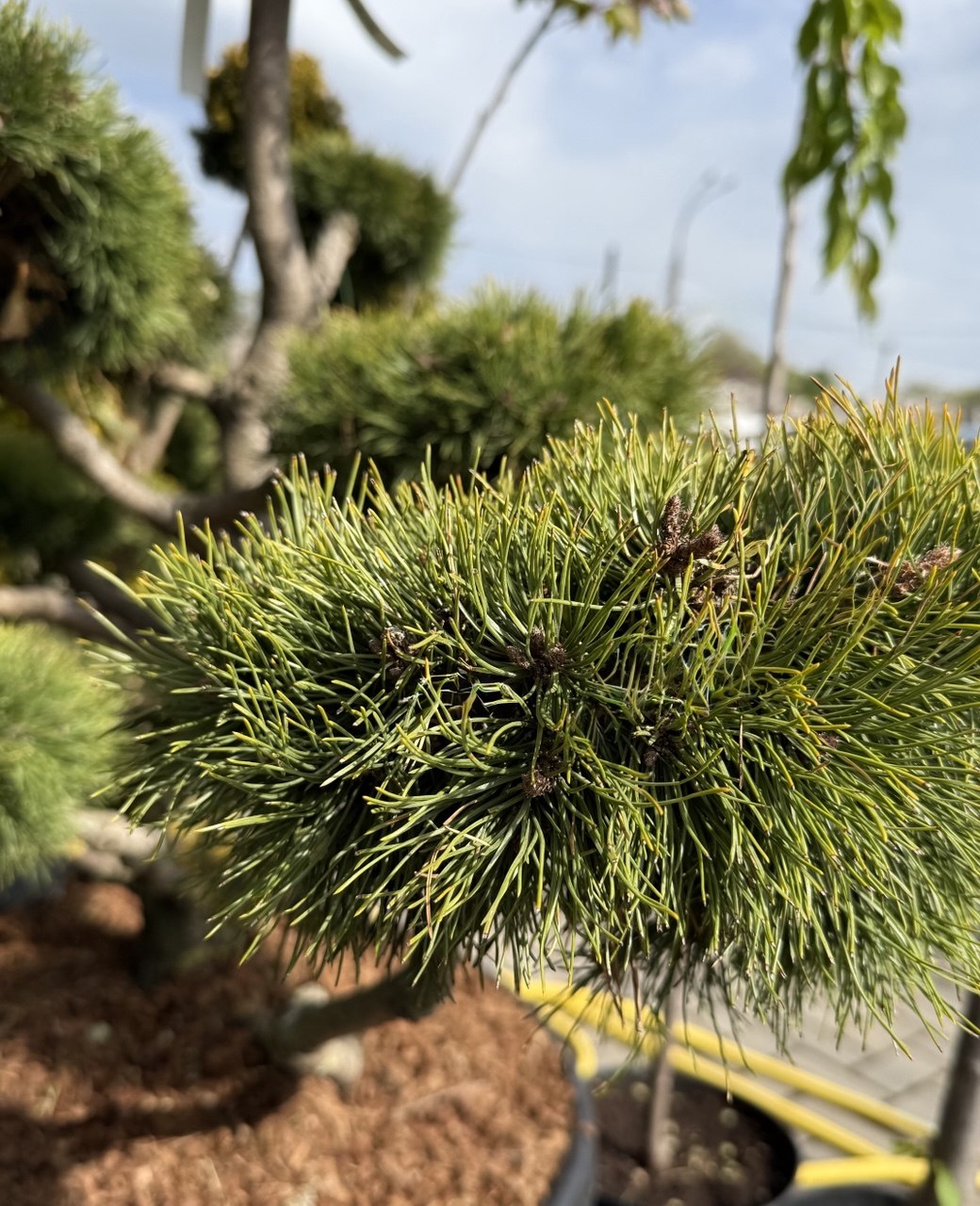 Pin Mugo Mugo Bonsai