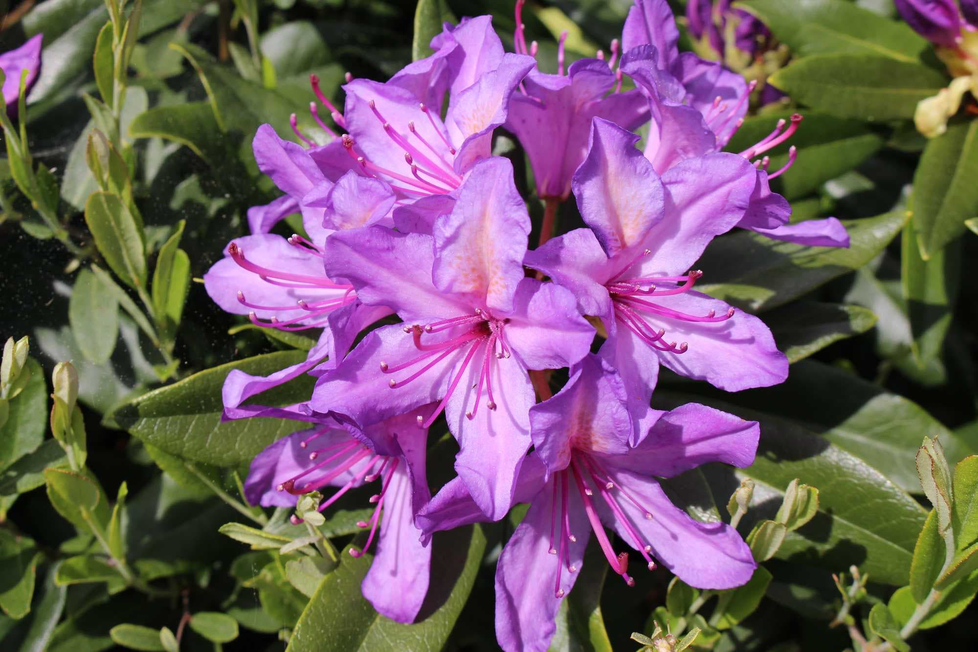 Azalea japonica Blue Danube
