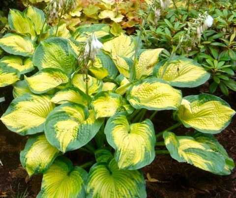 Hosta Color Glory - imagine 2