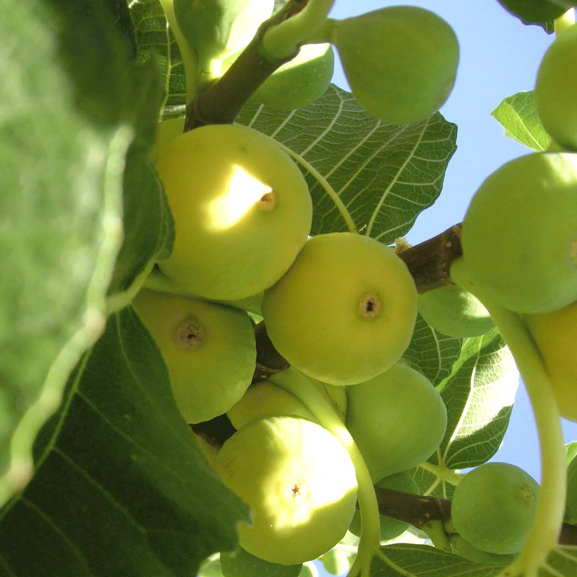 Smochin Figues de Marseille