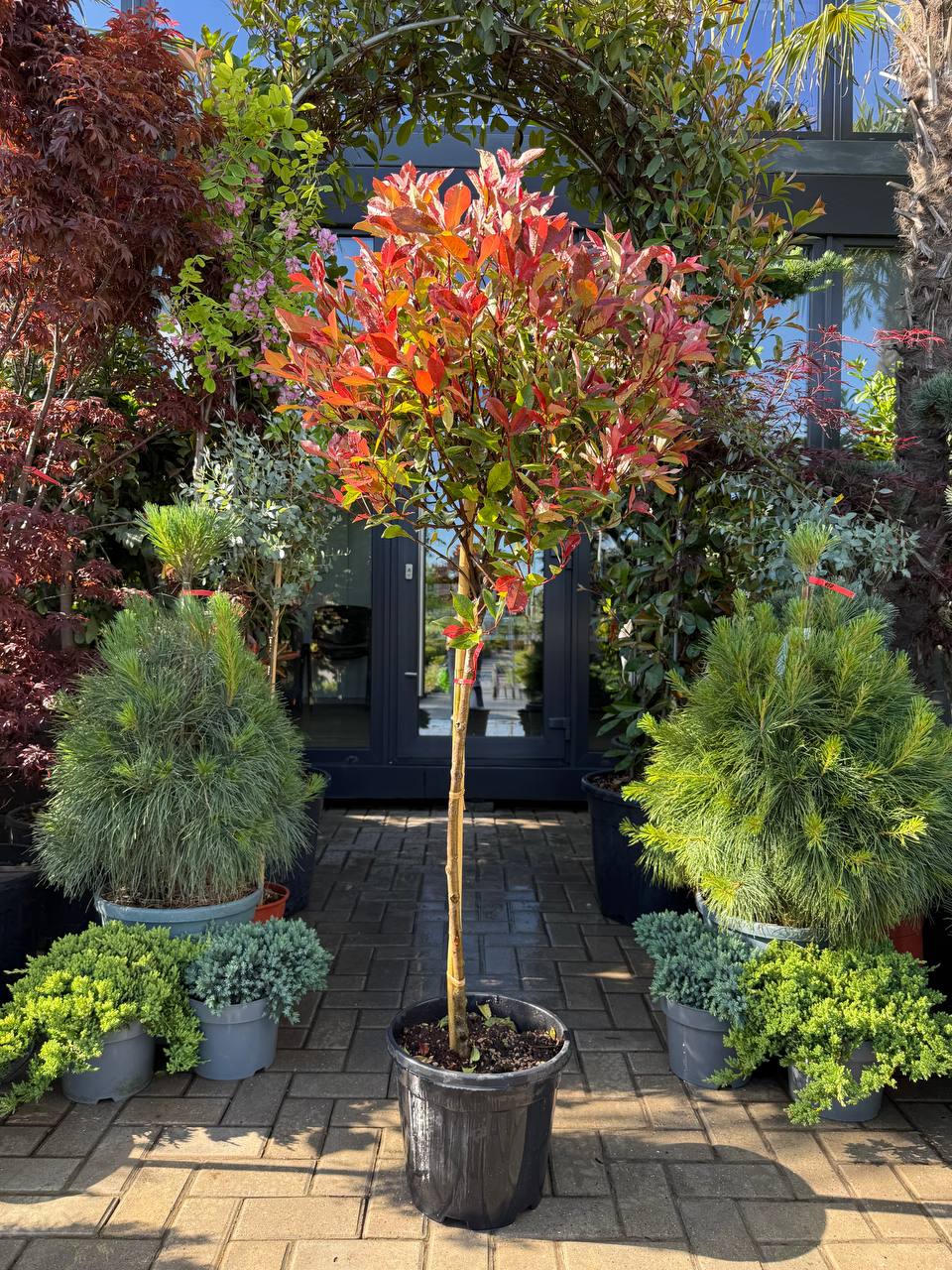 Photinia Fraseri Carre Rouge pe picior