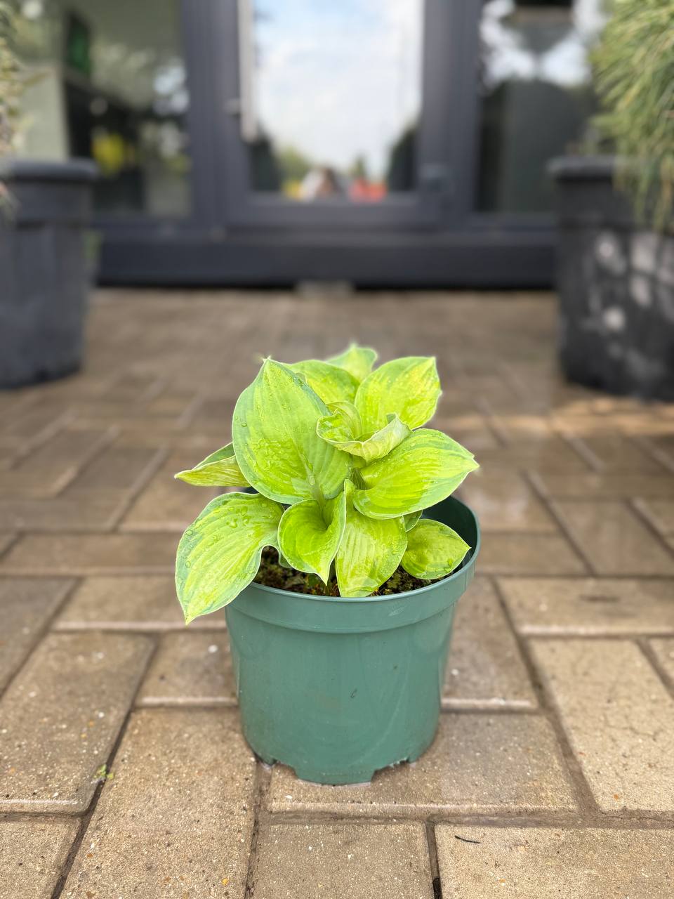 Hosta Color Glory