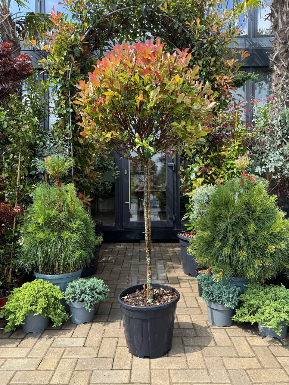Photinia Fraseri Carre Rouge pe picior - imagine 4