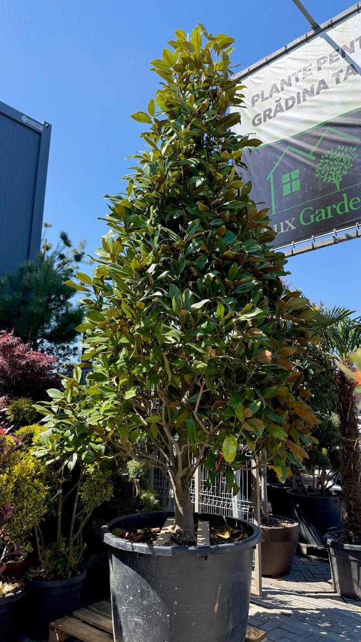 Magnolia Grandiflora - imagine 6