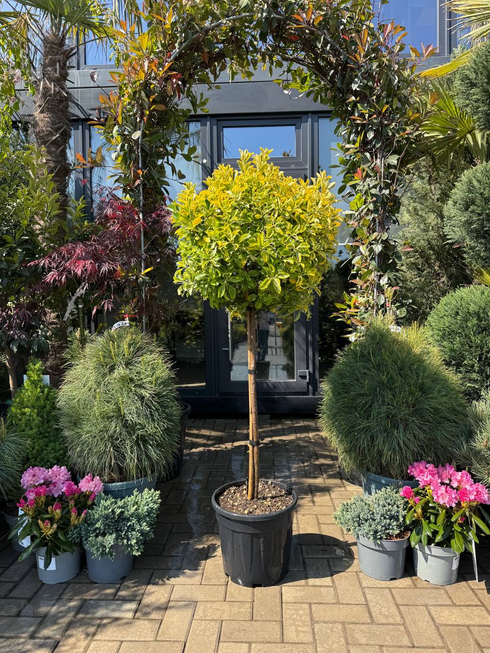Euonymus Aureus pe picior