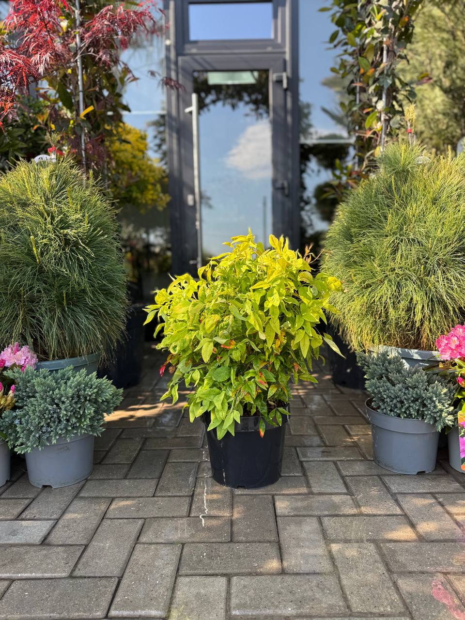 Nandina Fire Power