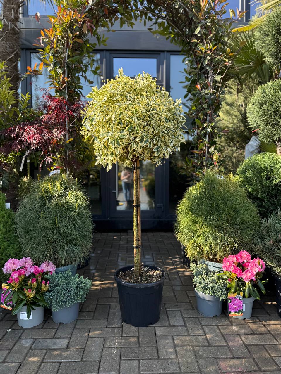Euonymus Bravo pe picior