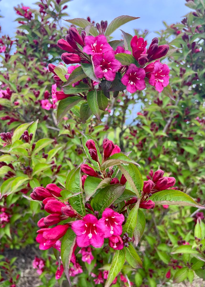 Weigela pe picior - imagine 3