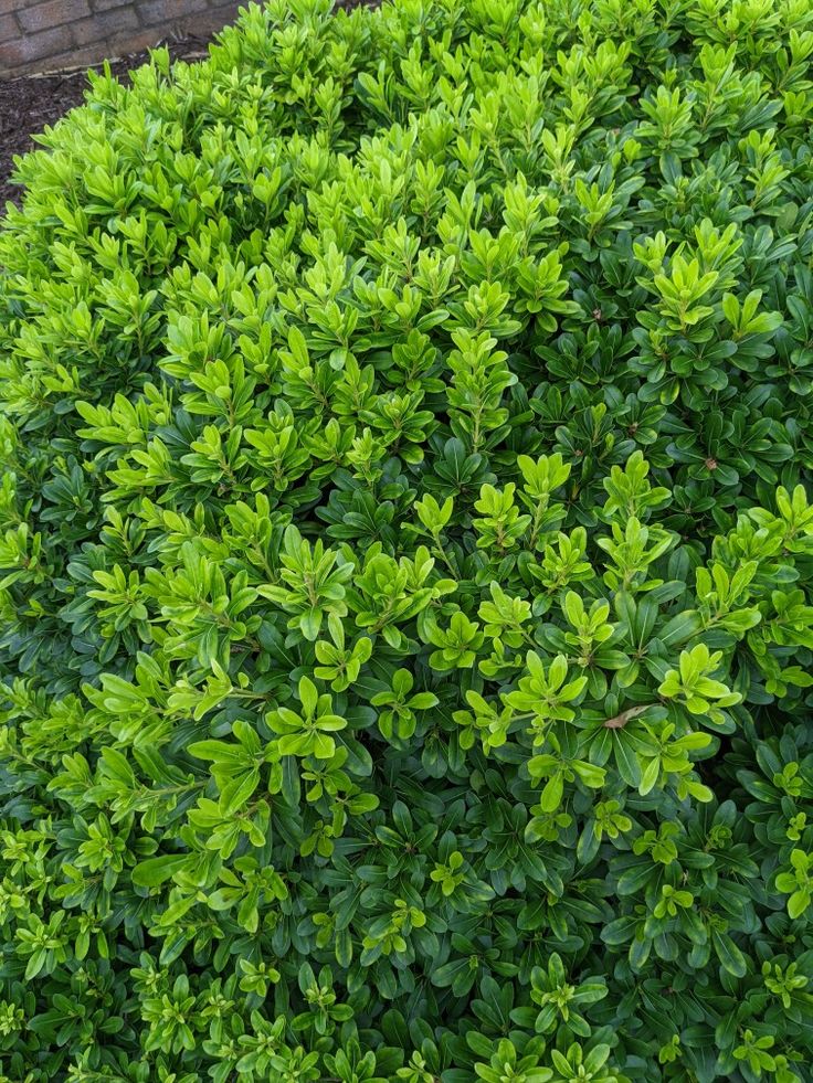 Buxus - imagine 3