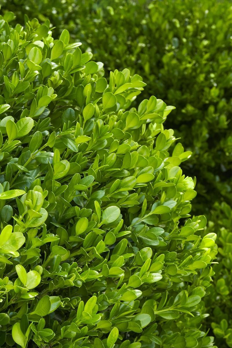 Buxus