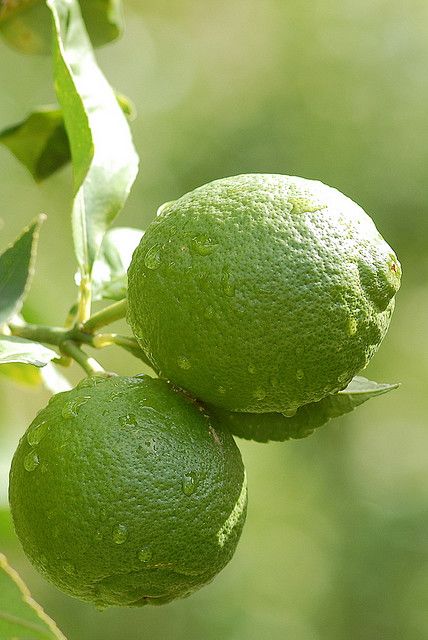 Lime - imagine 4