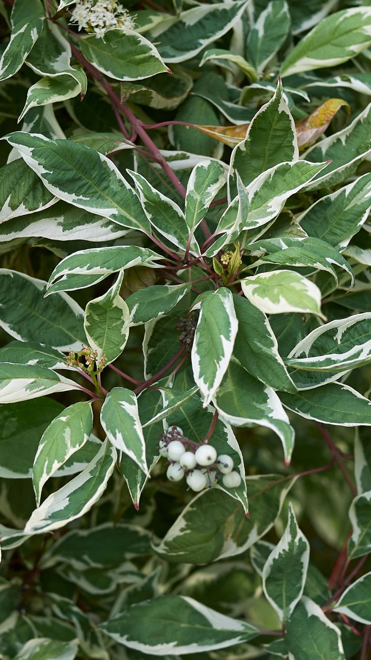 Cornus alba Elegantissima