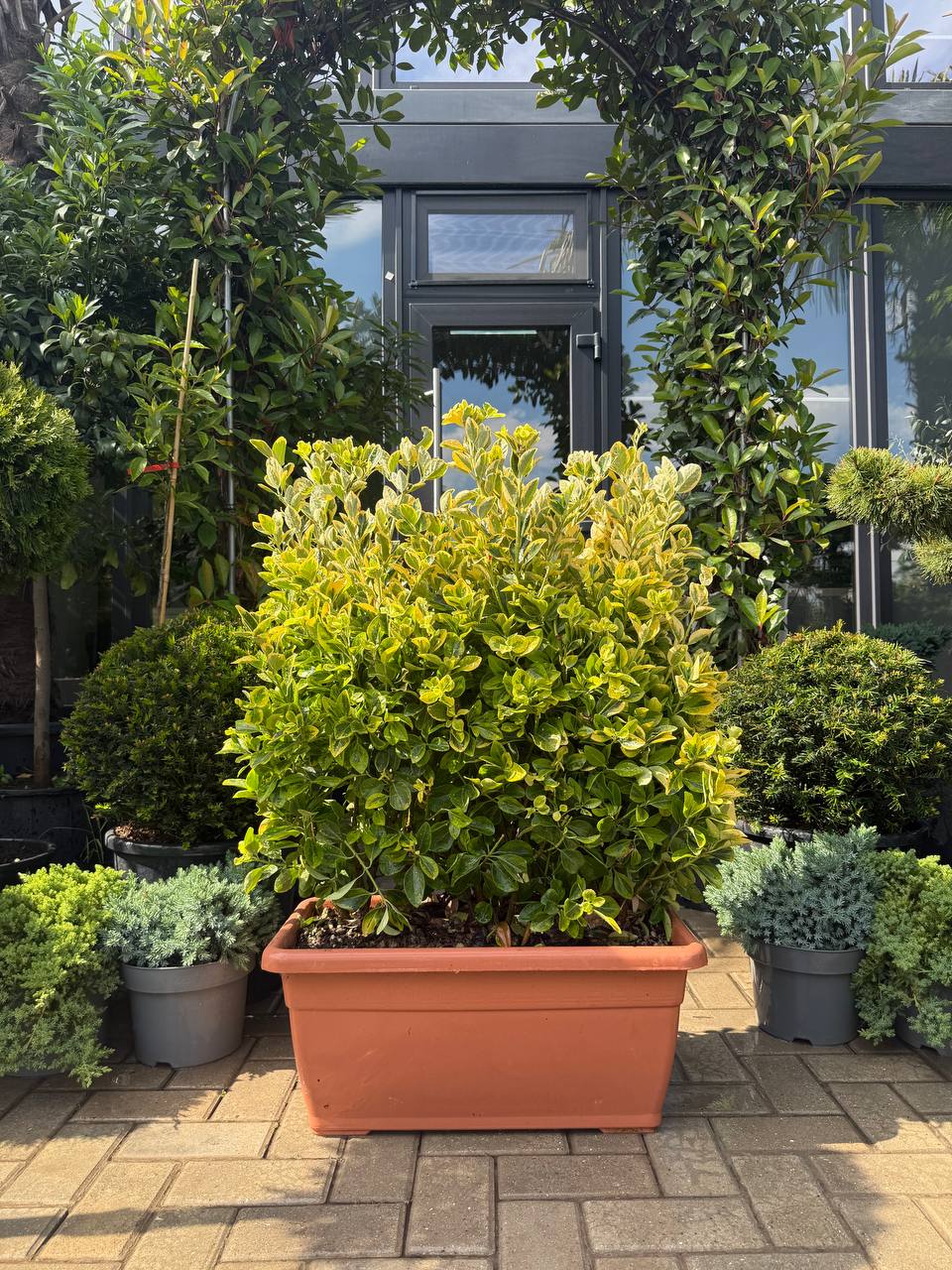 Euonymus Aureus casetă