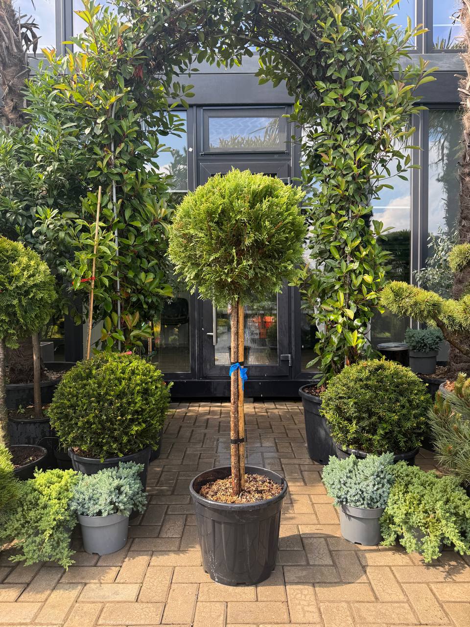 Leylandii aurii glob pe picior