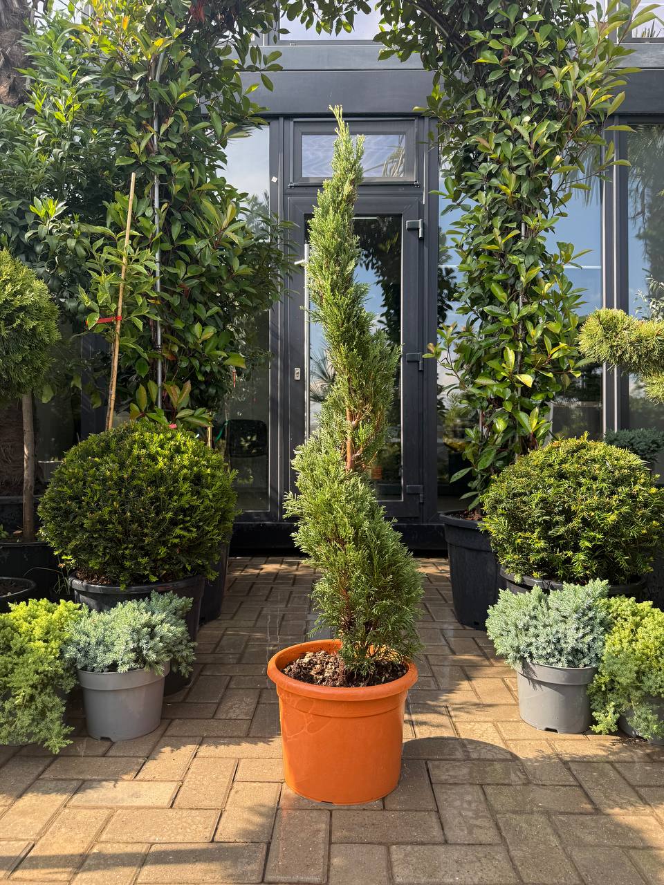 Leylandii verzi spirală