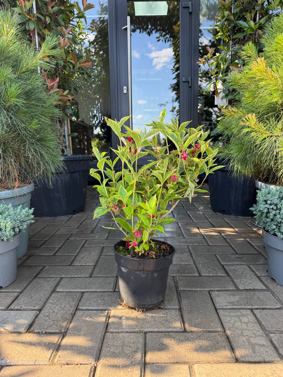 Weigela