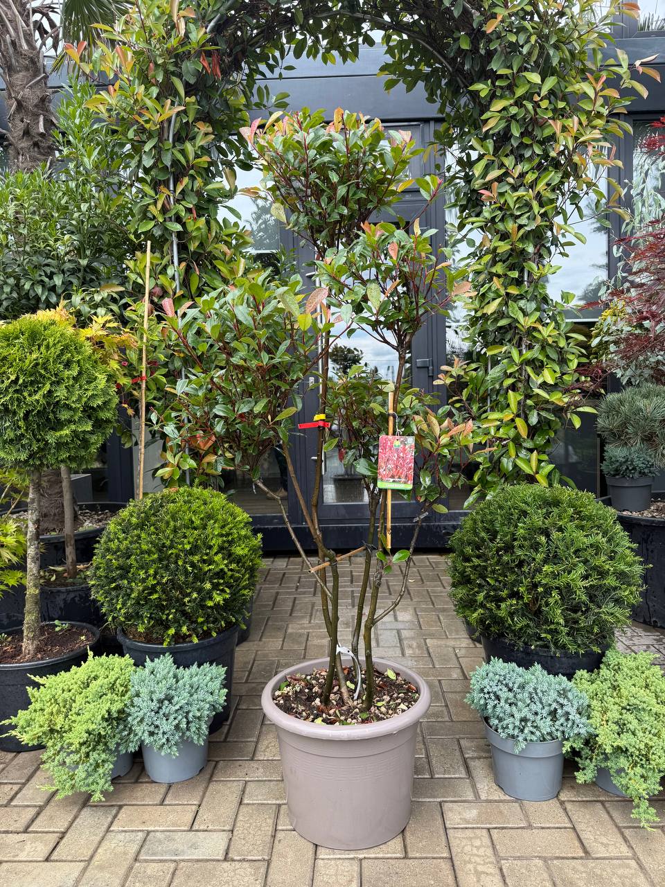 Photinia Fraseri Carre Rouge Pom Pom