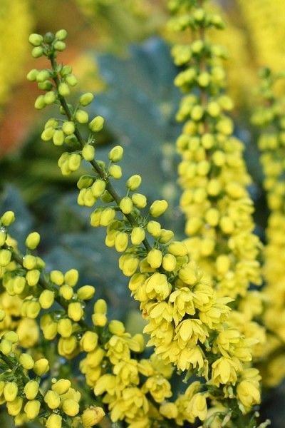 Mahonia Narihira - imagine 2