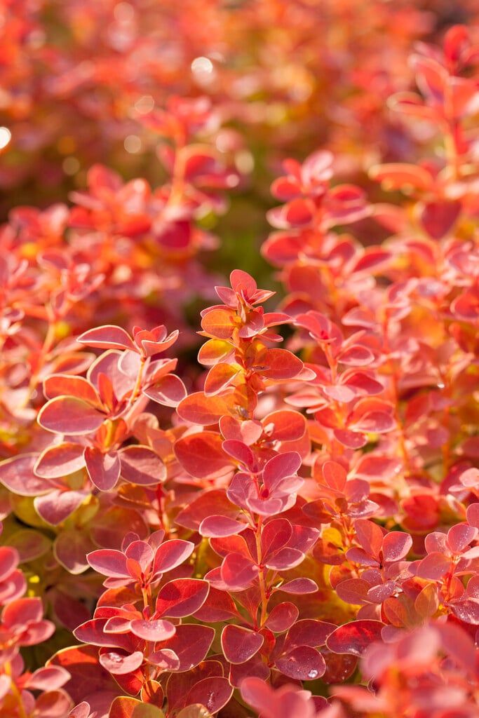 Barbaris Orange Ice