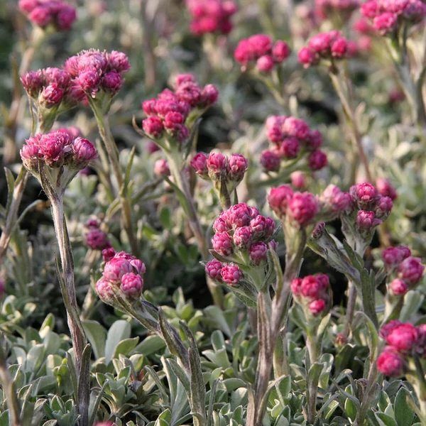 Antennaria Alex Duguid