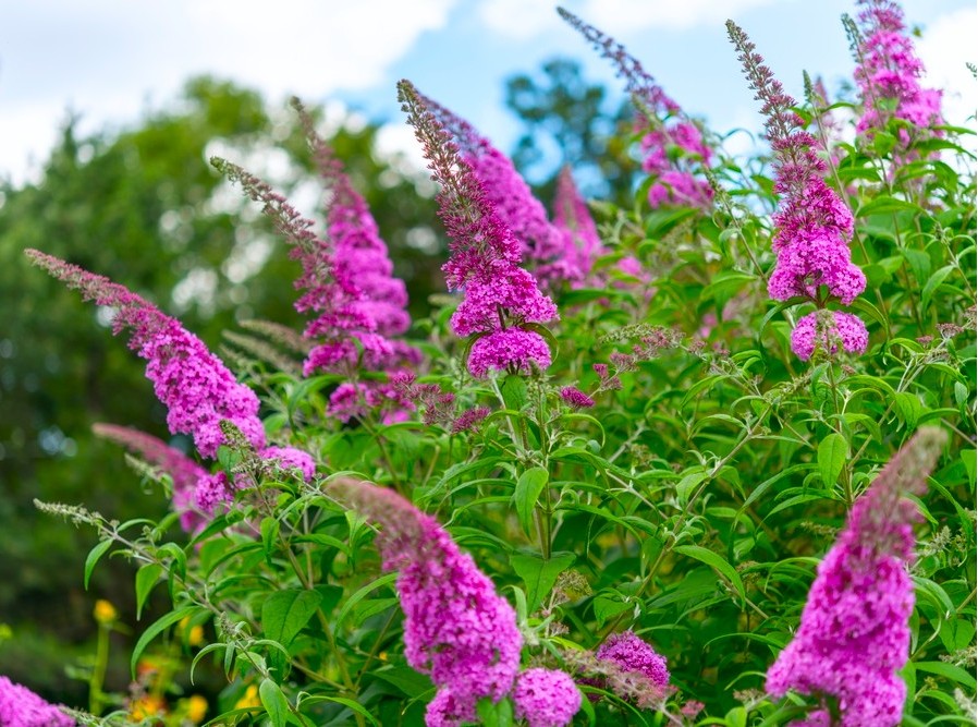 Buddleja Summer Beauty