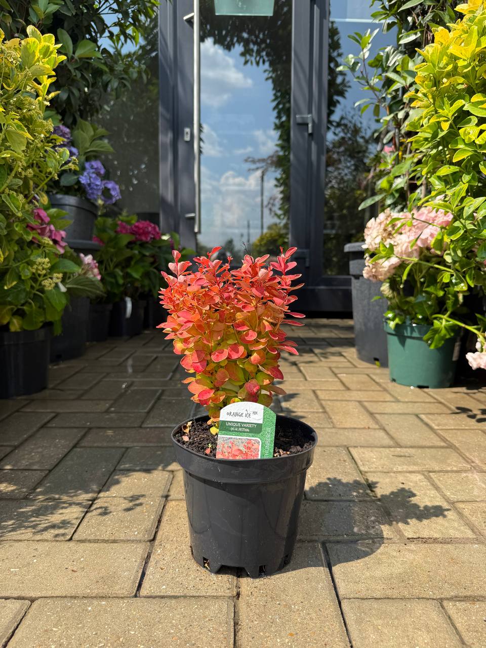 Barbaris Orange Ice