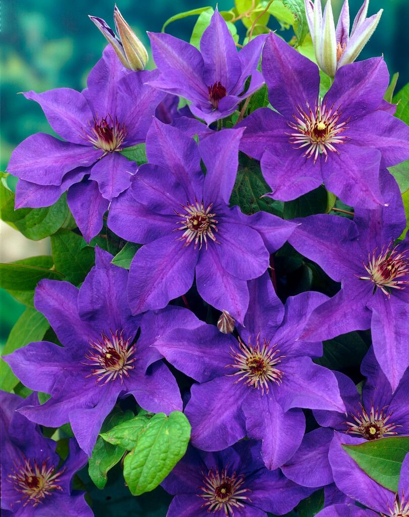 Clematis The President