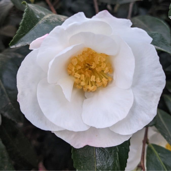 Camelia Sasanqua Hino-de-Gumo - imagine 2