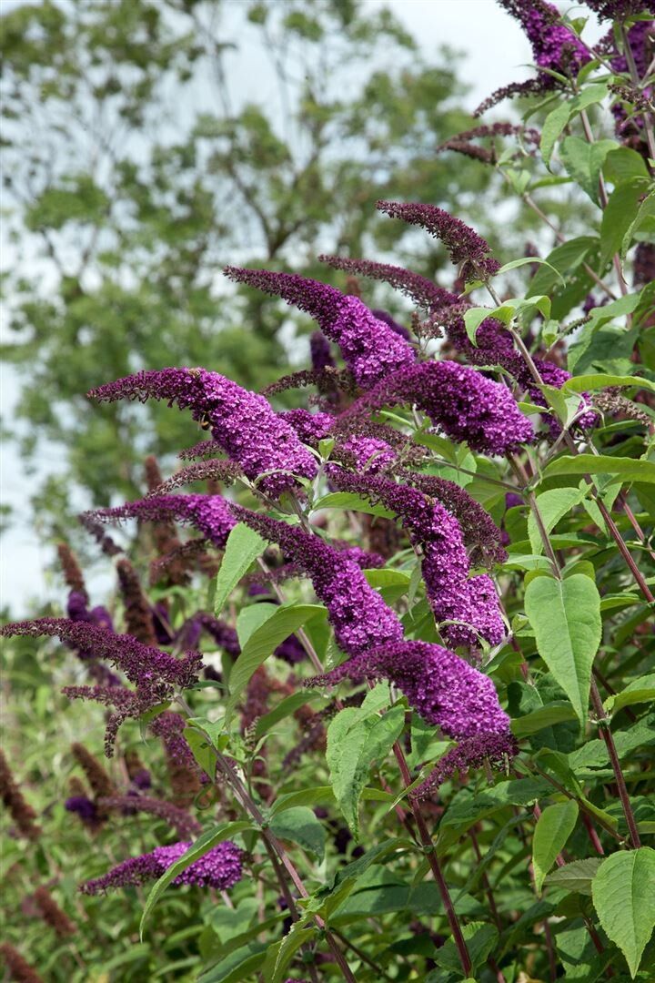 Buddleja African Queen