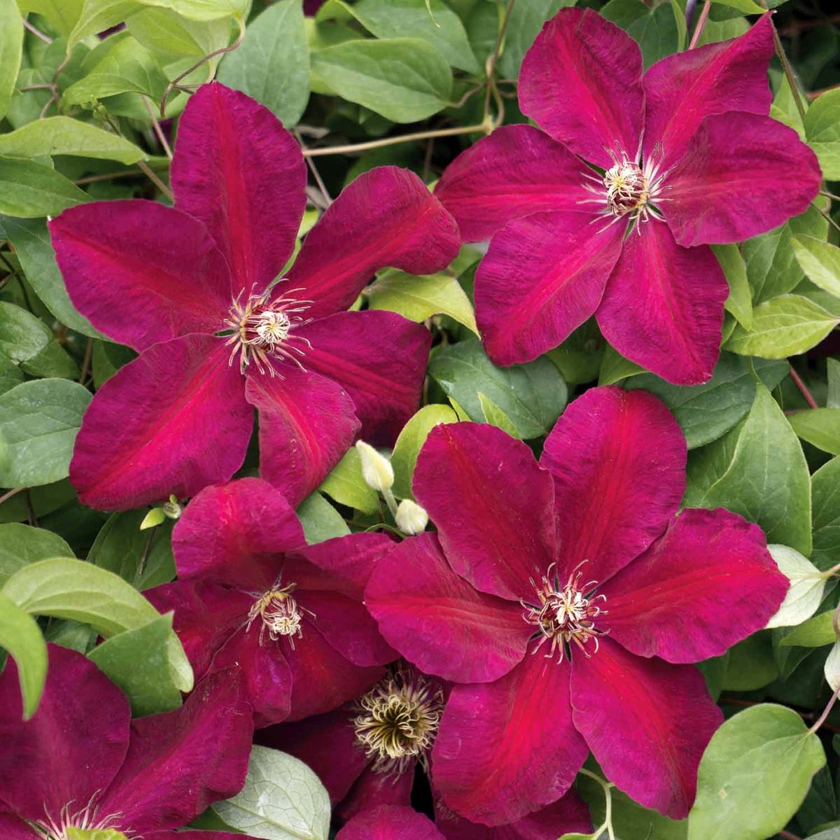 Clematis Westerplatte