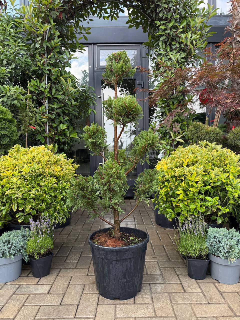 Leylandii aurii Pom-Pom - imagine 3