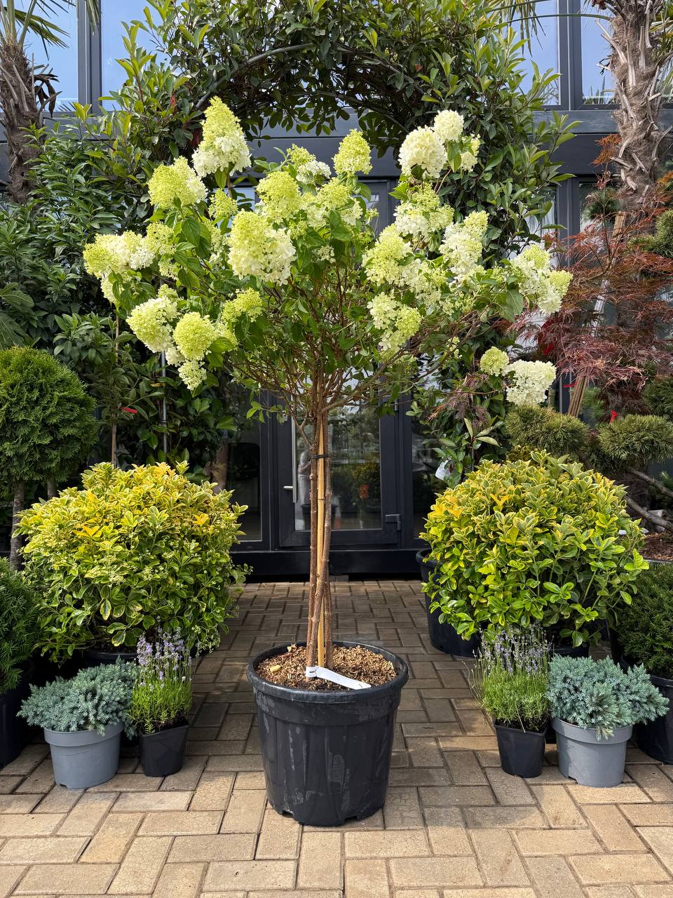Hortensia Limelight pe picior