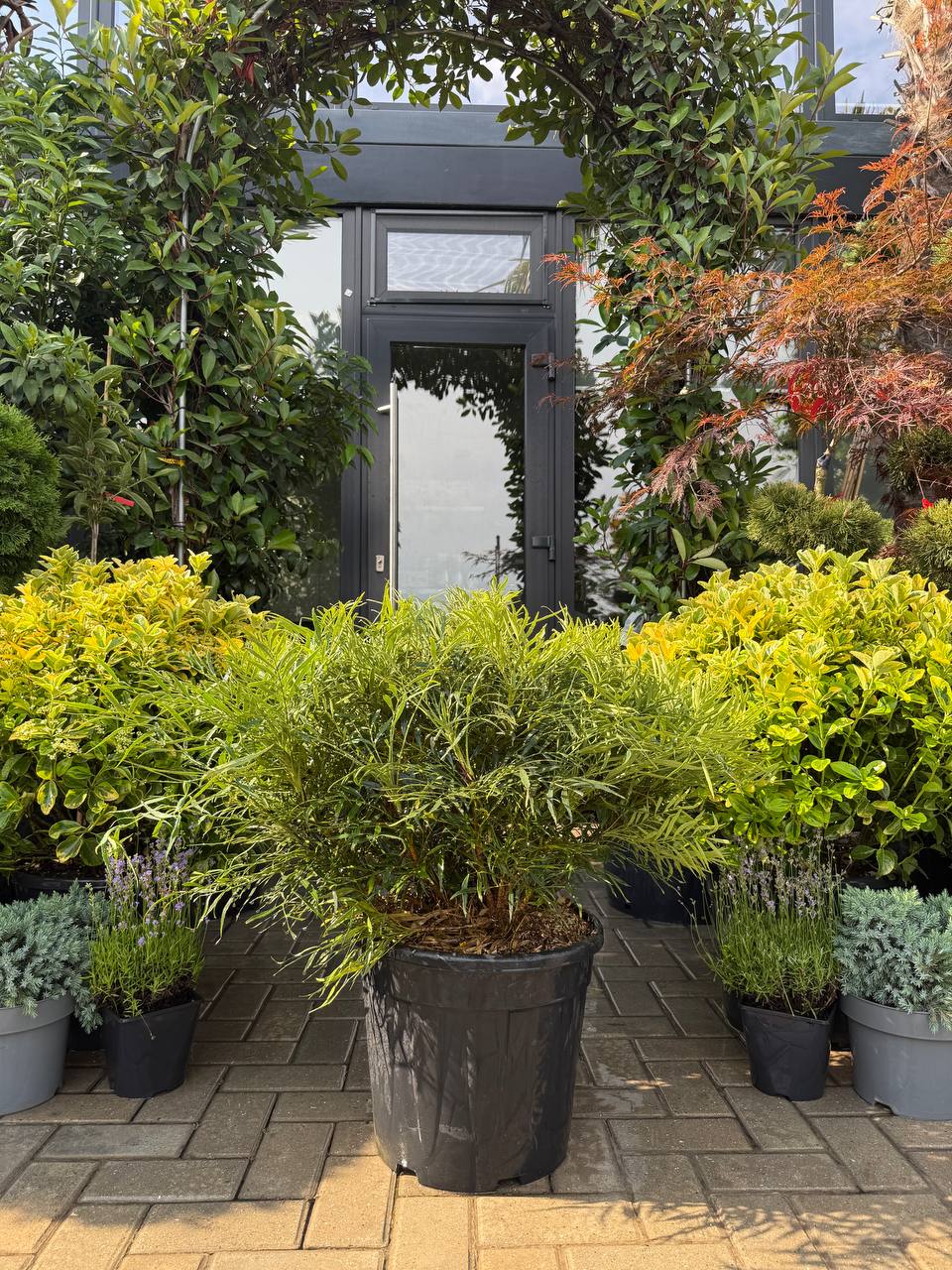 Mahonia Narihira