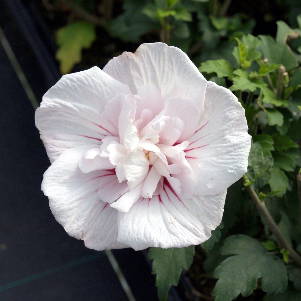 Hibiscus China Chiffon