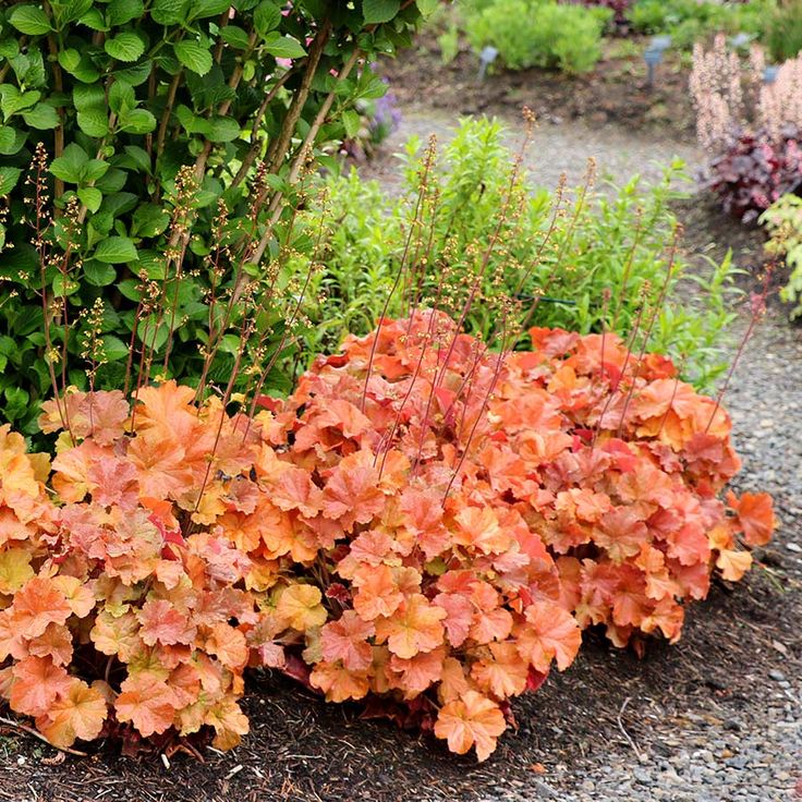 Heuchera Northern Exposure Amber - imagine 3