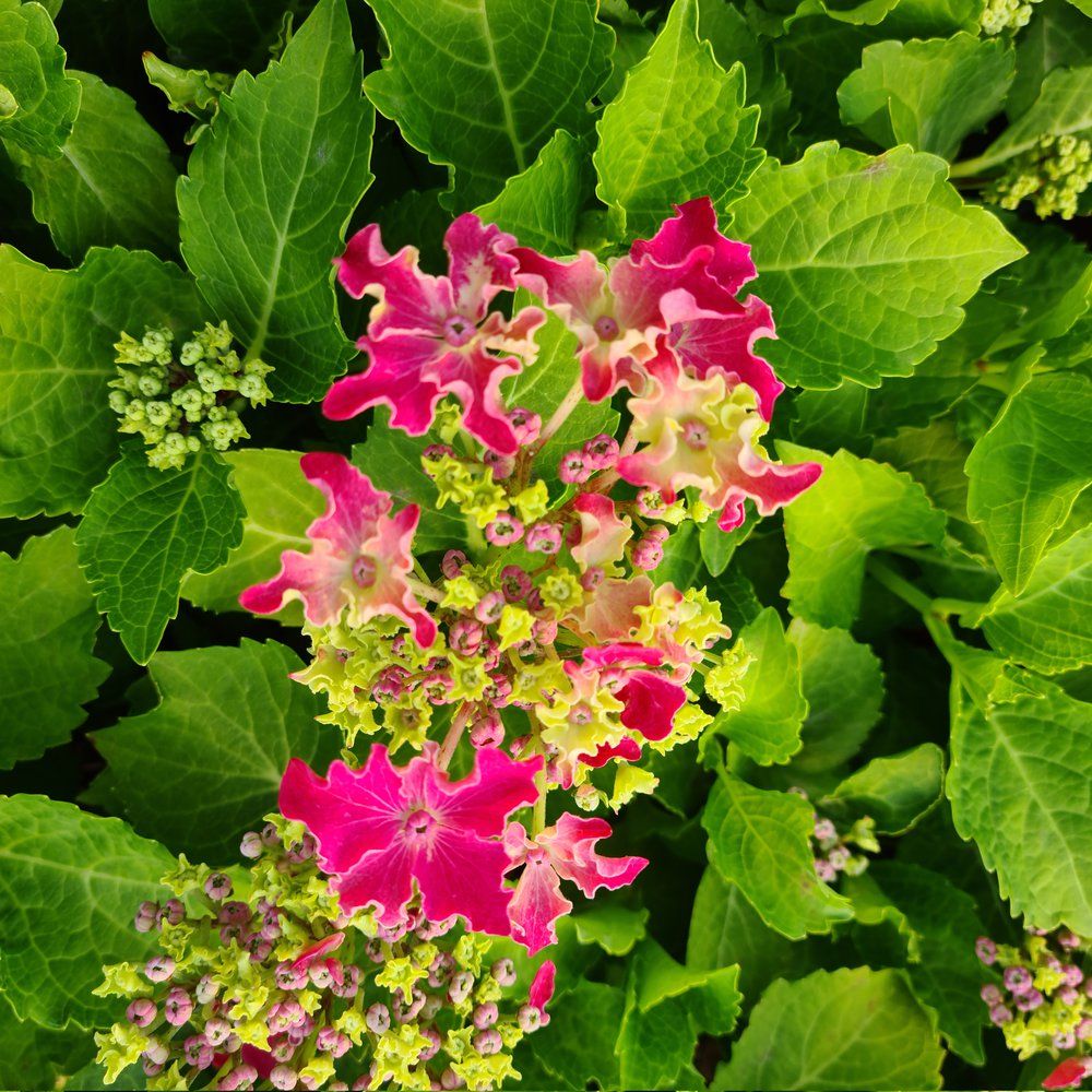 Hortensia Curly Sparkle - imagine 3